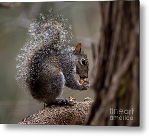  Metal Print featuring the photograph Squirrel II by Douglas Stucky