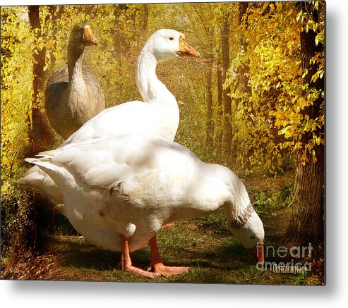 Three Metal Print featuring the photograph Three Geese a Grazing by Chris Armytage