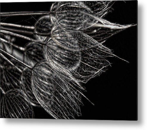 Flower Metal Print featuring the photograph Silver Flowers by Dale Kauzlaric