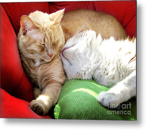 Cats Metal Print featuring the photograph Warmth and Love for the Holidays by Ellen Cotton
