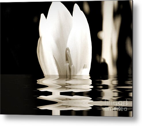 Flower Metal Print featuring the photograph Water Flower #1 by Keith Lyman