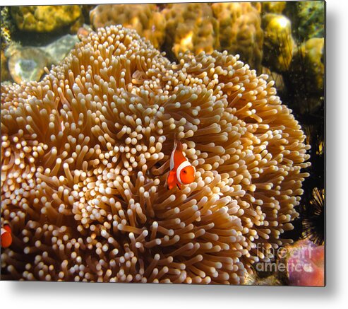 Adventure Metal Print featuring the photograph Clownfish in Coral garden #2 by Fototrav Print