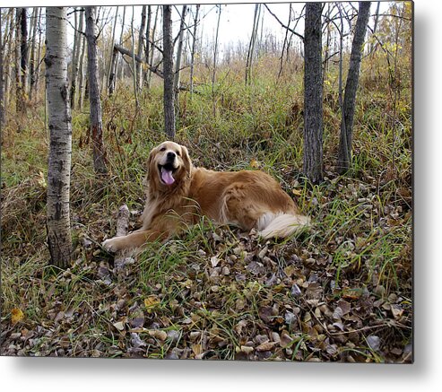 Pets Metal Print featuring the photograph Happiness Is #1 by Rhonda McDougall