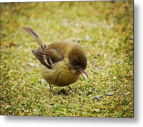 Pine Warbler Metal Print featuring the photograph Lunch Time #3 by Zinvolle Art