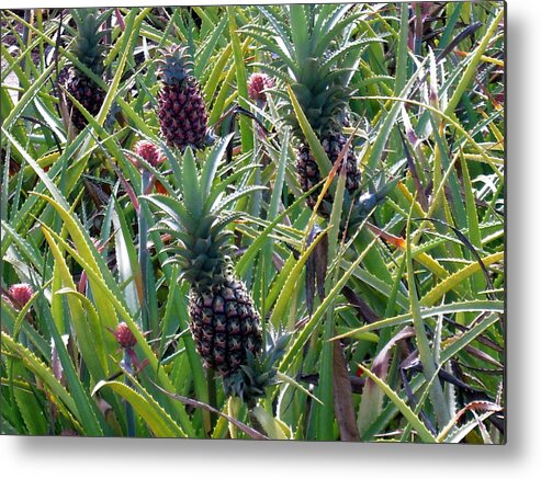 Hawaii Metal Print featuring the photograph Pineapple Dance #2 by Phillip Garcia