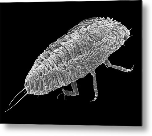 97036b Metal Print featuring the photograph Scale Insect Nymph #2 by Dennis Kunkel Microscopy/science Photo Library