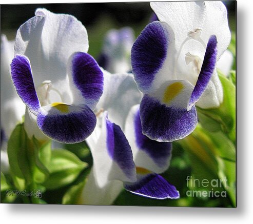 Mccombie Metal Print featuring the photograph Torenia from the Duchess Mix #2 by J McCombie
