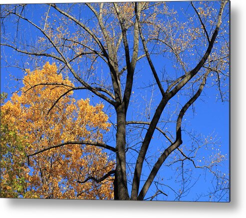 Art Metal Print featuring the photograph Autumn Trees #1 by Frank Romeo