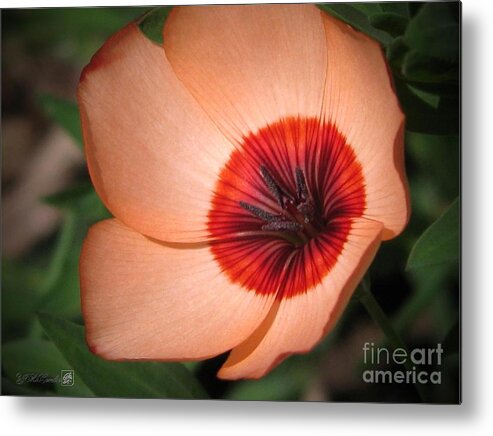 Mccombie Metal Print featuring the photograph Flax named Charmer Salmon #3 by J McCombie