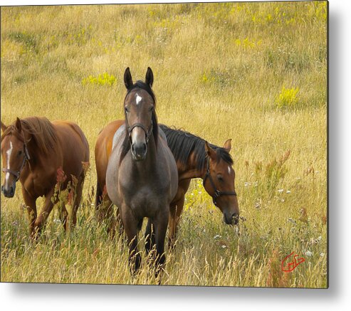 Colette Metal Print featuring the photograph 3 Free happy Horse Friends Joy on Samsoe Island Denmark by Colette V Hera Guggenheim