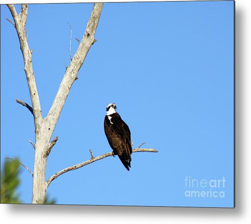 Feather Metal Print featuring the photograph Osprey by Christiane Schulze Art And Photography
