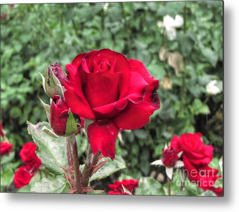 Rose Metal Print featuring the pyrography Rose #3 by Yury Bashkin