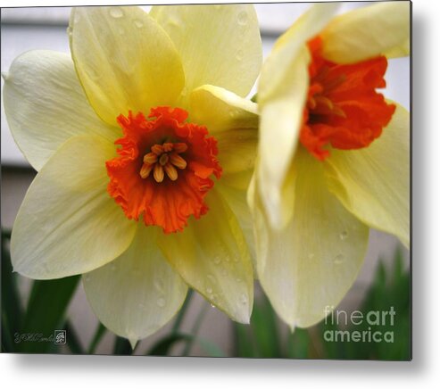 Mccombie Metal Print featuring the photograph Small-Cupped Daffodil named Barrett Browning #3 by J McCombie
