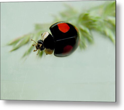 Ladybug Metal Print featuring the photograph Ladybug #33 by Heike Hultsch