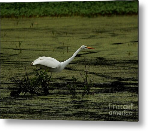 Nature Metal Print featuring the photograph Great Egret #35 by Jack R Brock