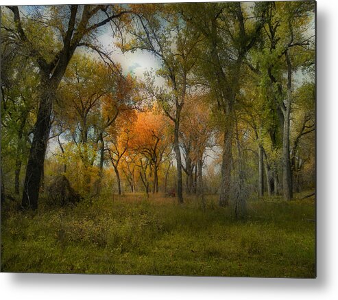 Trees Metal Print featuring the photograph 3637 by Peter Holme III