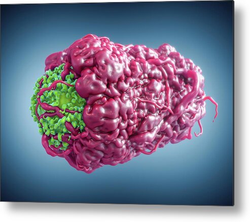 Nobody Metal Print featuring the photograph Macrophage Engulfing Cancer Cell #4 by Maurizio De Angelis