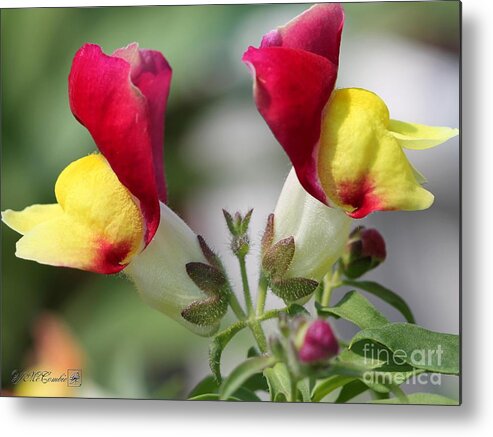Mccombie Metal Print featuring the photograph Snapdragon named Floral Showers Red and Yellow Bicolour #4 by J McCombie