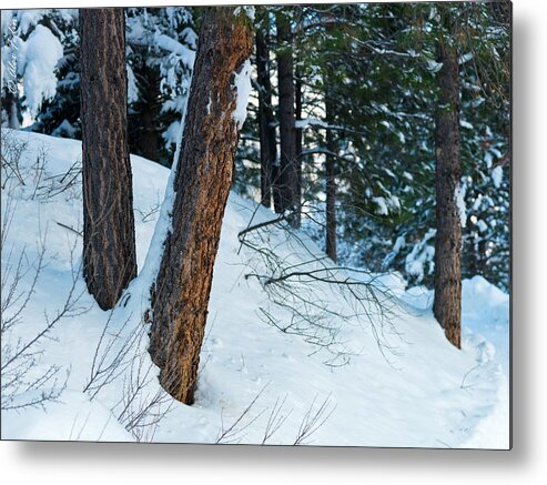 Winter Metal Print featuring the photograph Winter Forest #4 by Alexander Fedin