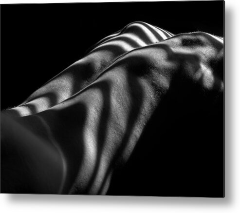 5695 Metal Print featuring the photograph 5695 Zebra Striped Male Back and Shoulders by Chris Maher