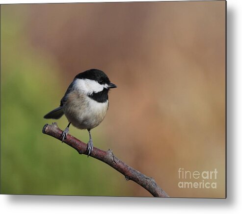 Nature Metal Print featuring the photograph Black Capped Chickadee #83 by Jack R Brock