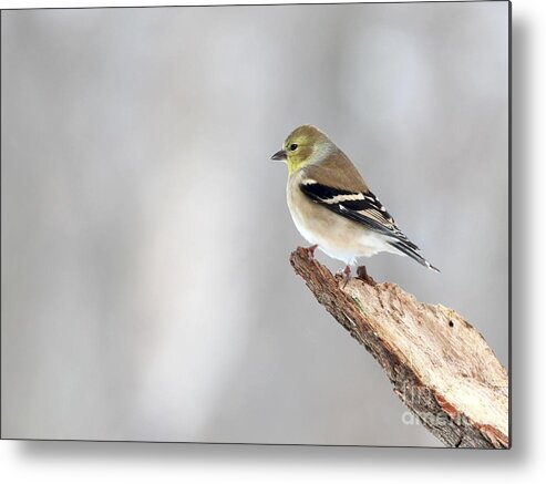 Nature Metal Print featuring the photograph American Goldfinch #97 by Jack R Brock