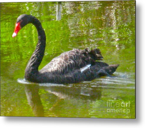 Joan Mcarthur Metal Print featuring the photograph A Black Swan Swimming by Joan McArthur