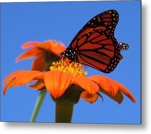 Flower Metal Print featuring the photograph A Butterfly Kiss by Jeanette Oberholtzer