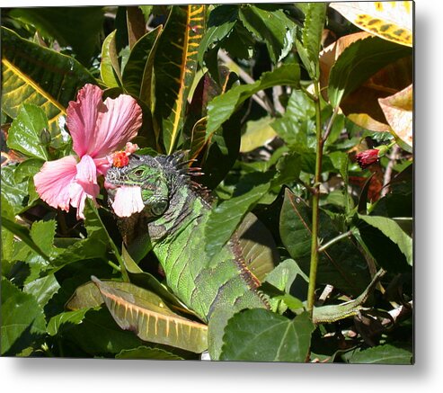 Iguana Metal Print featuring the photograph A Colorful Meal by Shane Bechler