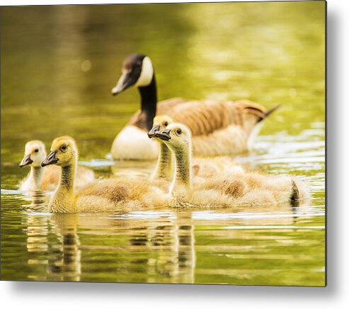 Goose Metal Print featuring the photograph A Goosey Family Affair by Bill and Linda Tiepelman