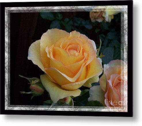 Rose Metal Print featuring the photograph A Peach of a Rose by Barbara R MacPhail