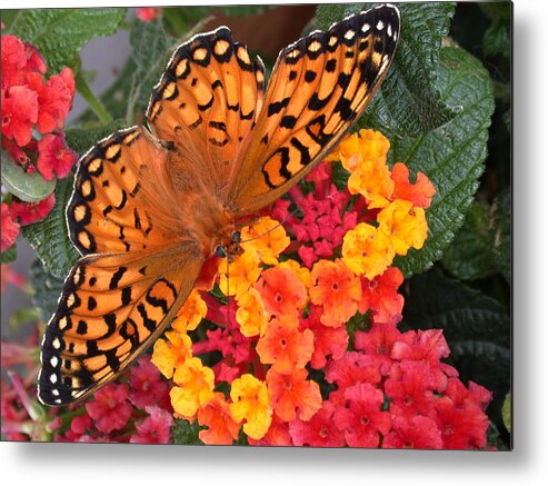 Butterfly Metal Print featuring the photograph A Quick Snack by Shane Bechler