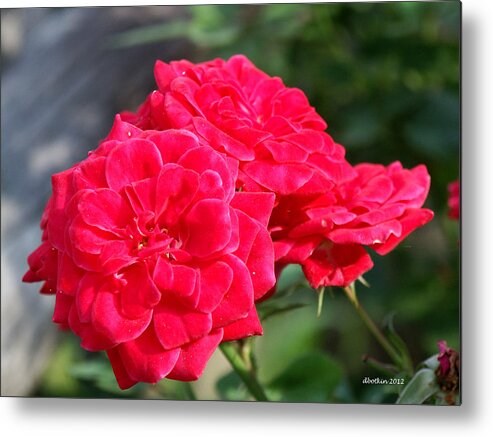 Flower Metal Print featuring the photograph A Thorny Rose by Dick Botkin