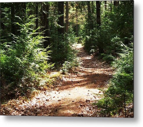 Photography Metal Print featuring the photograph A Walk In The Woods by Joy Nichols