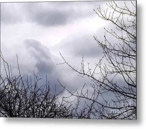 Trees Metal Print featuring the photograph A Winter's Day by Robyn King