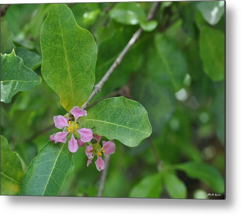 Photo Metal Print featuring the photograph Acerola by Charlie Roman