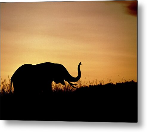 Elephant Metal Print featuring the photograph African Elephant (loxodonta Africana) At Sunset by William Ervin/science Photo Library