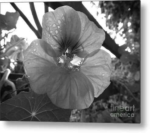 Flower Metal Print featuring the photograph Alaskan Rose One by Laura Wong-Rose