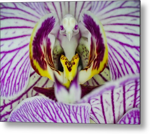 Phalaenopsis Orchid Metal Print featuring the photograph Alien Moth Orchid by Kevin Munro