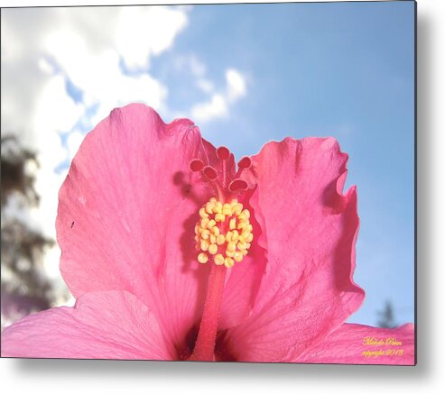Flower Photograph Metal Print featuring the photograph Blissful 33 by Michele Penn