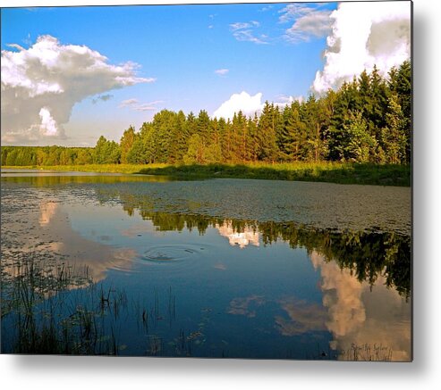 Nature Metal Print featuring the photograph Allen Lake Midday by Bonita S Sylor 