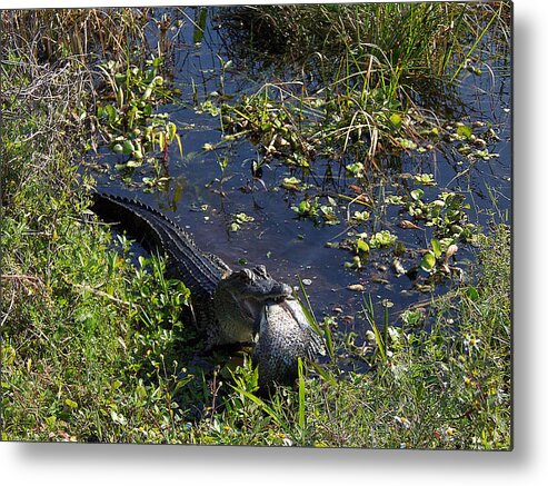 Alligator Metal Print featuring the photograph Alligator 020 by Christopher Mercer
