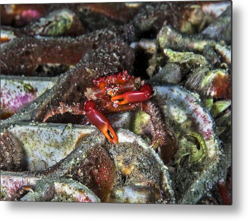 Crab Metal Print featuring the photograph Am I Red? by Sandra Edwards