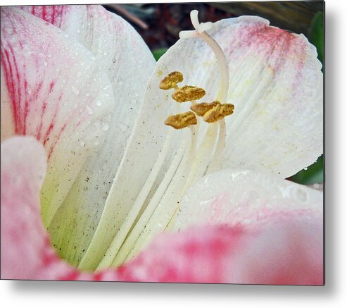 Pink Metal Print featuring the photograph Amaryllis Belladonna by Judy Hall-Folde