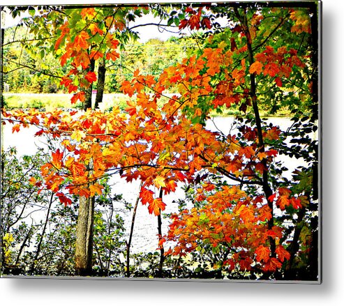 Lake View Autumn Fall Leaves Orange Amber Rust Metal Print featuring the photograph Amber Leaves by Dianne Lacourciere