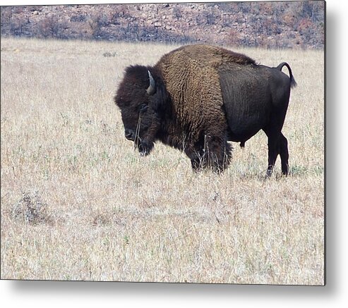 Mt Scott Metal Print featuring the photograph American Bison by Alan Lakin