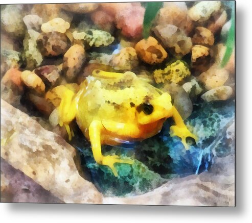 Frog Metal Print featuring the photograph Amphibian - Panamanian Golden Frog by Susan Savad