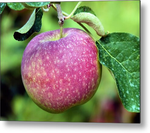 Food Metal Print featuring the photograph An apple a day by Janice Drew