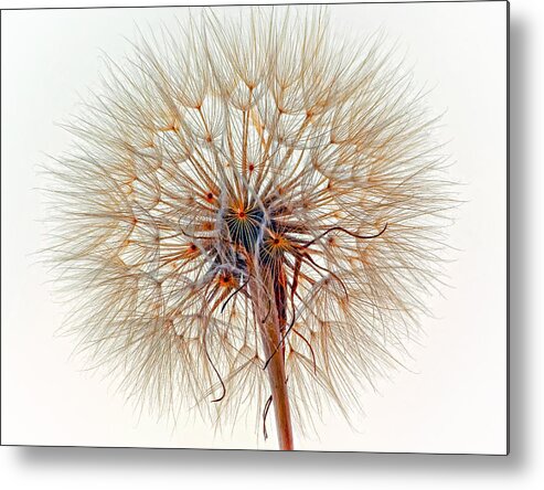 Weed Metal Print featuring the photograph Anatomy of a Weed high key by Steve Harrington