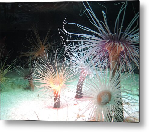 Anemone Metal Print featuring the photograph Anemone Forest by Laura Hamill